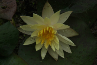 Nymphaea 'Marliacea Chromatella' bestellen